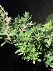 Galium catalinense catalinense