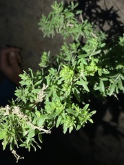 Galium catalinense catalinense