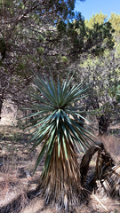 Yucca madrensis