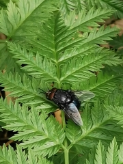 Calliphora vicina