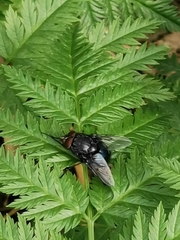 Calliphora vicina