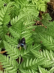 Calliphora vicina