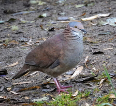 Zentrygon frenata bourcieri