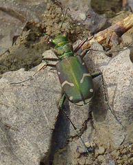 Cicindela limbalis