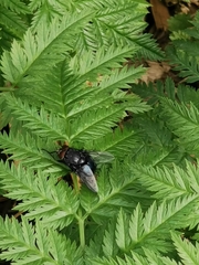 Calliphora vicina