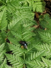 Calliphora vicina