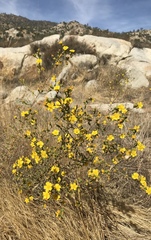 Deinandra mohavensis