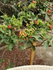Schinus terebinthifolia