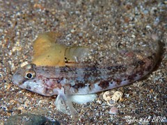 Gobius roulei
