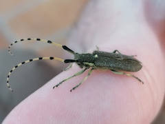 Agapanthia annularis