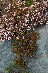 Andromeda polifolia polifolia