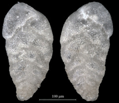 Bolivina decussata