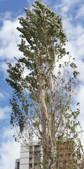 Populus alba