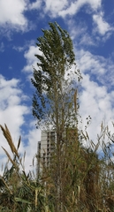 Populus alba