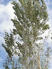 Populus alba