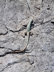 Sceloporus couchii