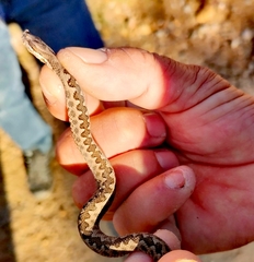 Vipera latastei