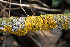 Xanthoria parietina