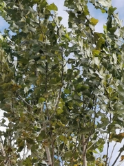 Populus alba