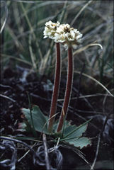 Micranthes rhomboidea