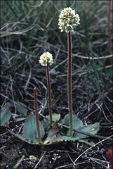 Micranthes rhomboidea