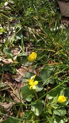 Ficaria verna