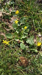 Ficaria verna