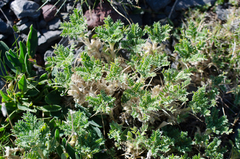 Astragalus sempervirens