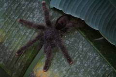 Avicularia juruensis