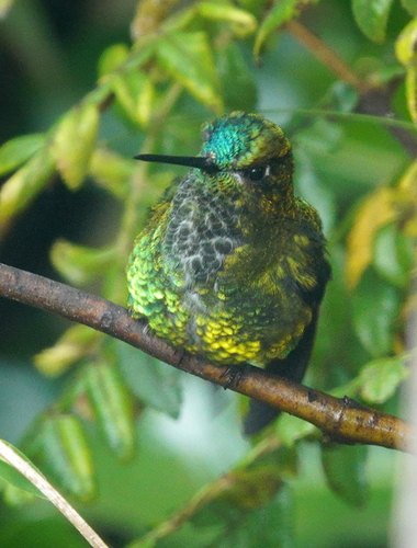 Black-thighed Puffleg (Eriocnemis derbyi), photo 8