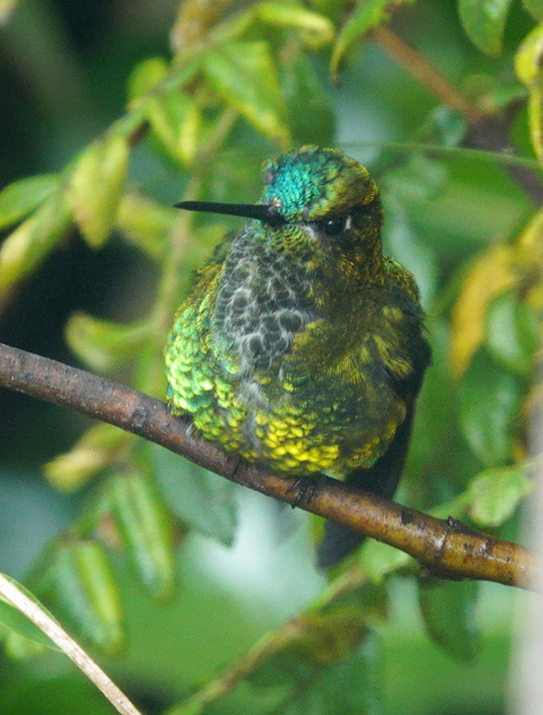 Black-thighed Puffleg (Eriocnemis derbyi), photo 8