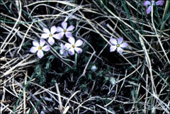 Phlox caespitosa