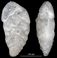 Bolivina decussata