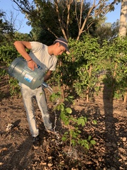 Copaifera officinalis