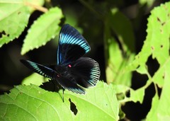 Lyropteryx apollonia