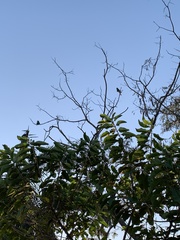 Amazona ochrocephala