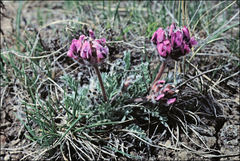 Oxytropis besseyi