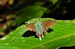 Thorybes virescens