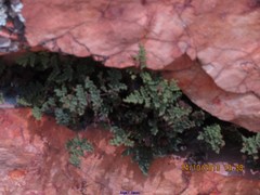 Oeosporangium