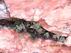 Oeosporangium