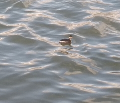 Podiceps nigricollis