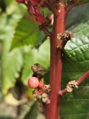 Ricinus communis