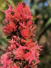 Ricinus communis