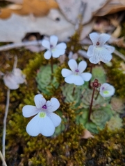 Pinguicula gracilis