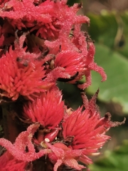 Ricinus communis