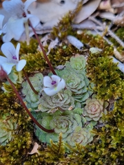 Pinguicula gracilis