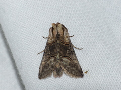 Abrostola asclepiadis