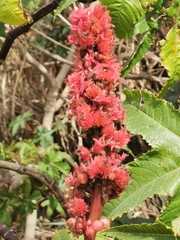 Ricinus communis