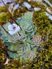 Pinguicula gracilis
