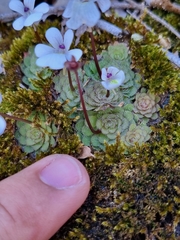 Pinguicula gracilis